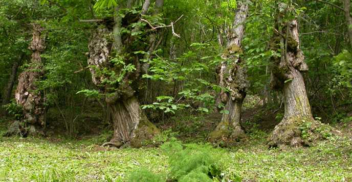  Image name: 26-castagno.jpg 
 width: 688 pixel 
 height: 357 pixel 
 Size: 50599 bytes 
 Click to enlarge 